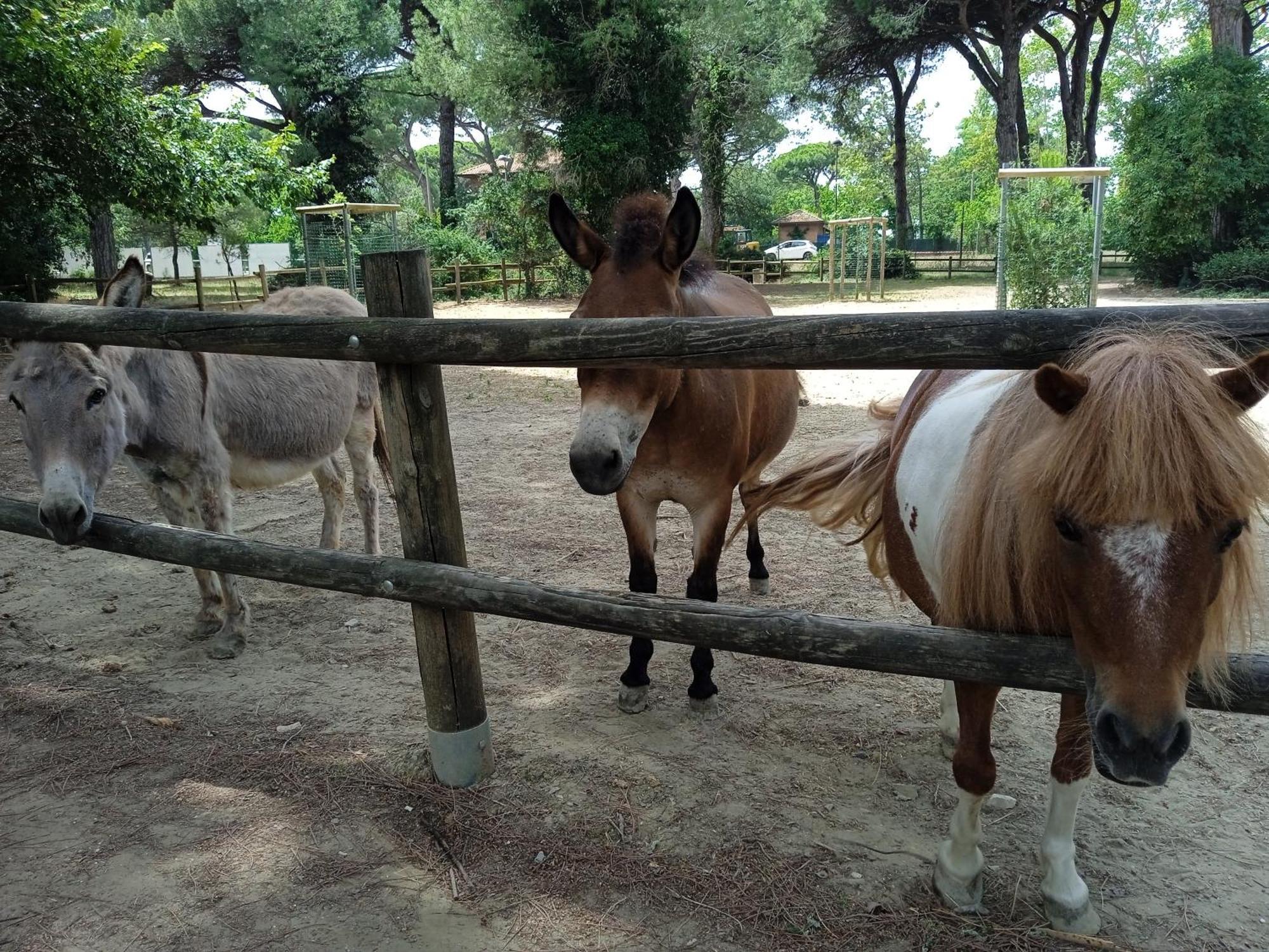 Hotel Buenos Aires Cervia Luaran gambar